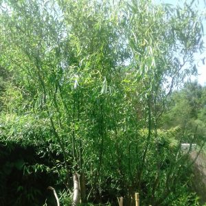Corkscrew willow 4 rooted cuttings 10-20 cm tall