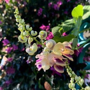 Corkscrew Wine Seeds (10 seeds)